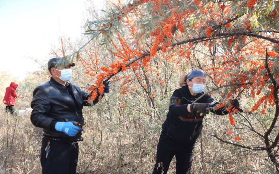 新华网财经观察丨“维C之王”,如何突破困局?